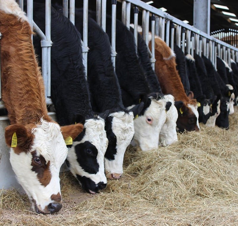 Dairy cows grazing – supported by bypass fat supplements