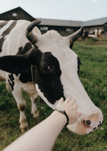 Veterinary research lab for cattle feed innovation