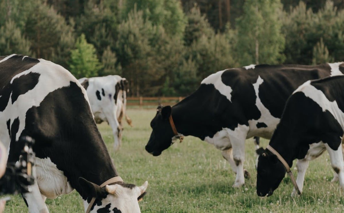 Expert 99 supplement benefits for buffalo and cattle