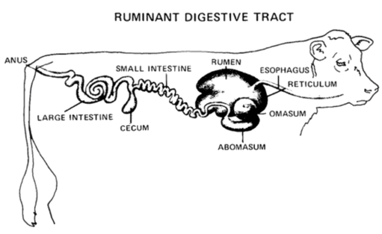 Diagram showing how bypass fat supports rumen function in dairy cattle